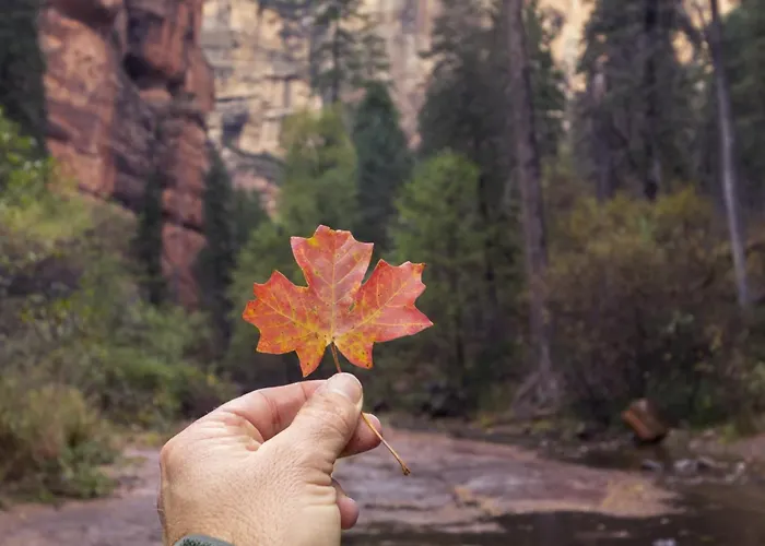 The Ponderosa Scenic Forest Views Fire Pit Bbq Pet-friendly Now With Wi-fi Parks